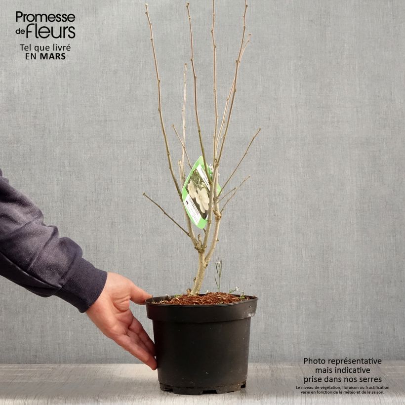 Example of Hibiscus syriacus Diana - Tuinhibiscus Pot van 3 l/4 l as you get in printemps