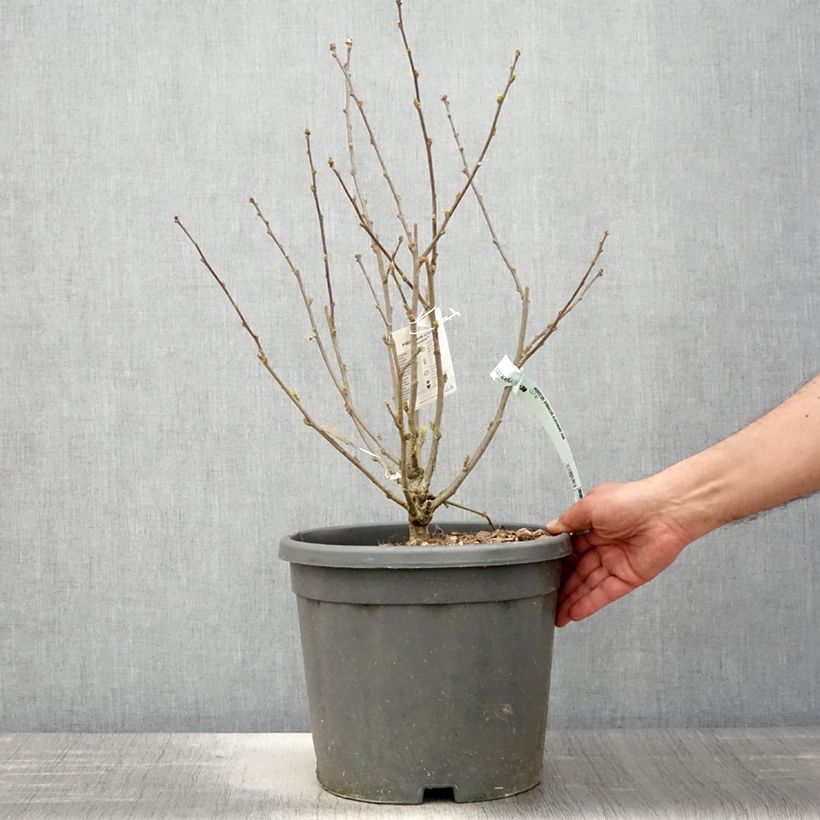 Exemplaar van Hibiscus syriacus Eléonore - Tuinhibiscus Pot van 7,5 l/10 l zoals geleverd in de lente