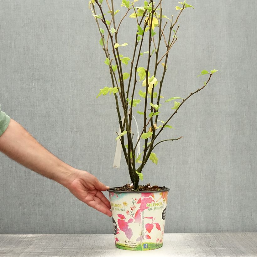 Exemplaar van Hibiscus syriacus Eruption - Tuinhibiscus Pot van 4 l/5 l zoals geleverd in de zomer