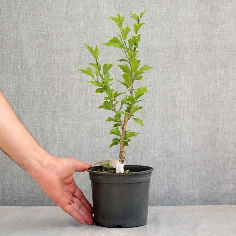Exemplaar van Hibiscus syriacus Flower Tower Purple - Tuinhibiscus Pot van 1,5 l/2 l zoals geleverd in de lente