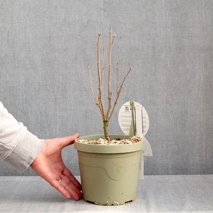 Exemplaar van Hibiscus syriacus Flower Tower Purple - Tuinhibiscus Pot van 3 l/4 l zoals geleverd in de winter