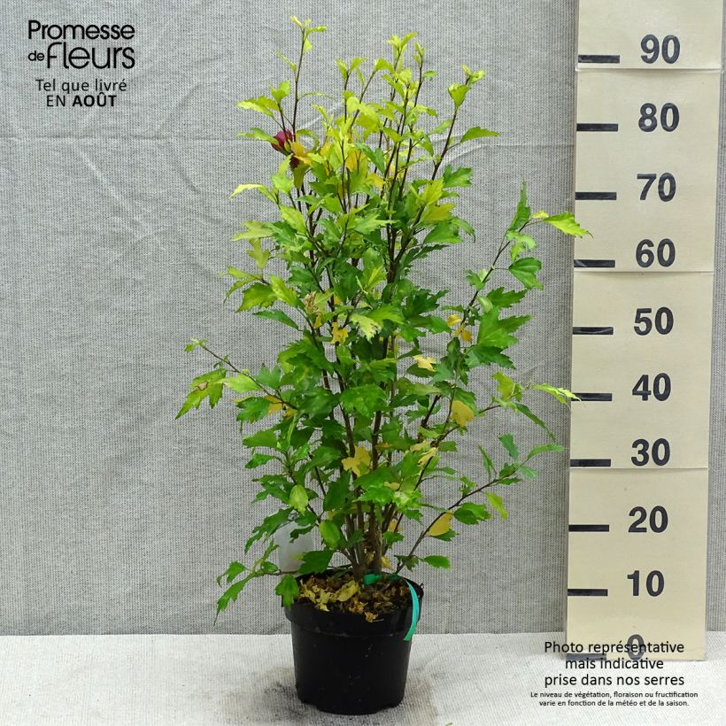 Exemplaar van Hibiscus syriacus Flower Tower Ruby - Tuinhibiscus Pot van 2 l/3 l zoals geleverd in de zomer
