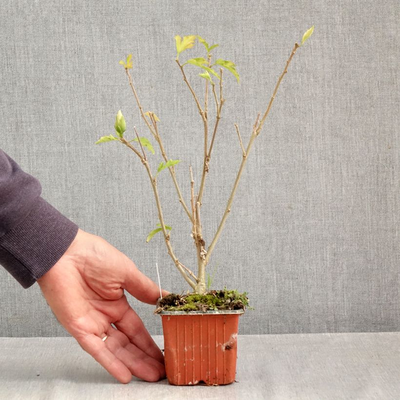 Exemplaar van Hibiscus syriacus Flower Tower Wit - Tuinhibiscus Kweekpotje van 8/9 cm zoals geleverd in de herfst