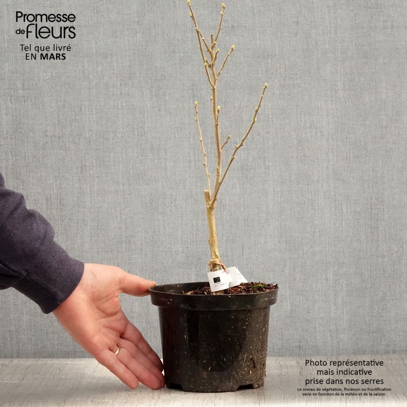 Example of Hibiscus syriacus Flower Tower Wit - Tuinhibiscus Pot van 1,5 l/2 l as you get in printemps