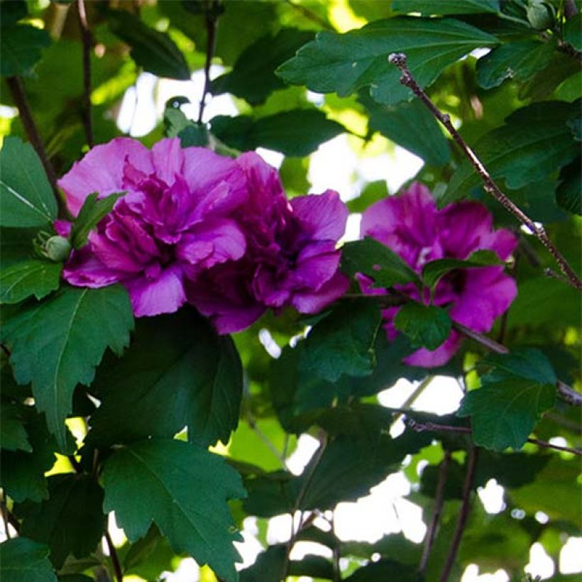 Hibiscus syriacus Freedom - Tuinhibiscus (Bloei)