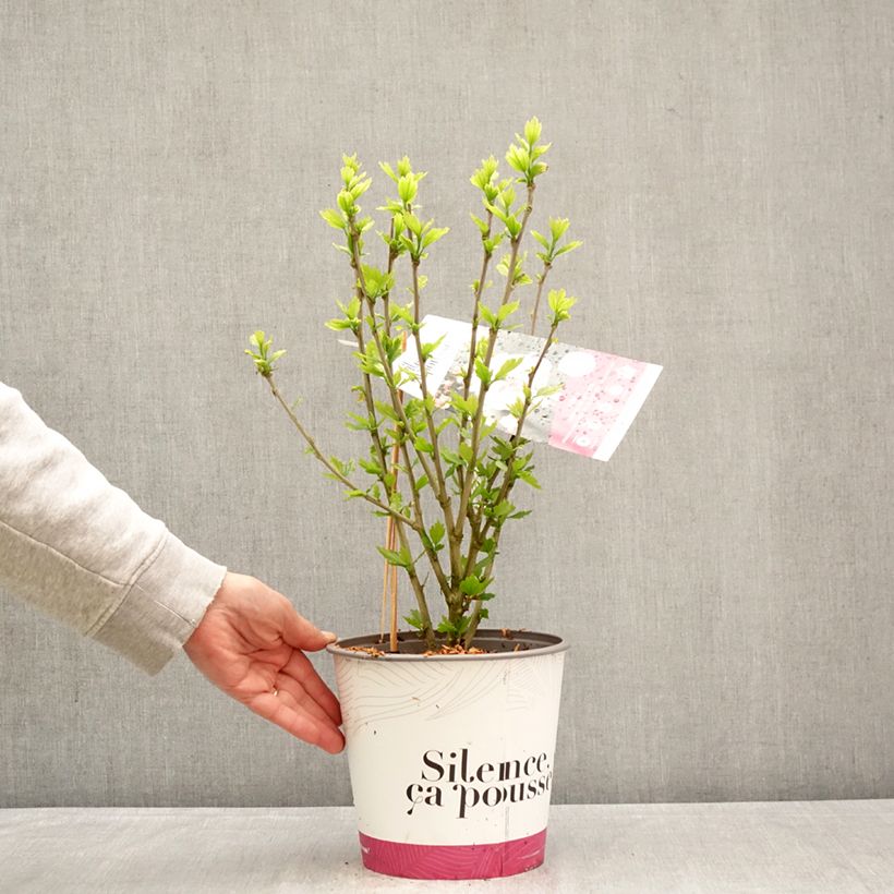 Exemplaar van Hibiscus syriacus French Cabaret Pink - Tuinhibiscus Pot van 4 l/5 l zoals geleverd in de lente