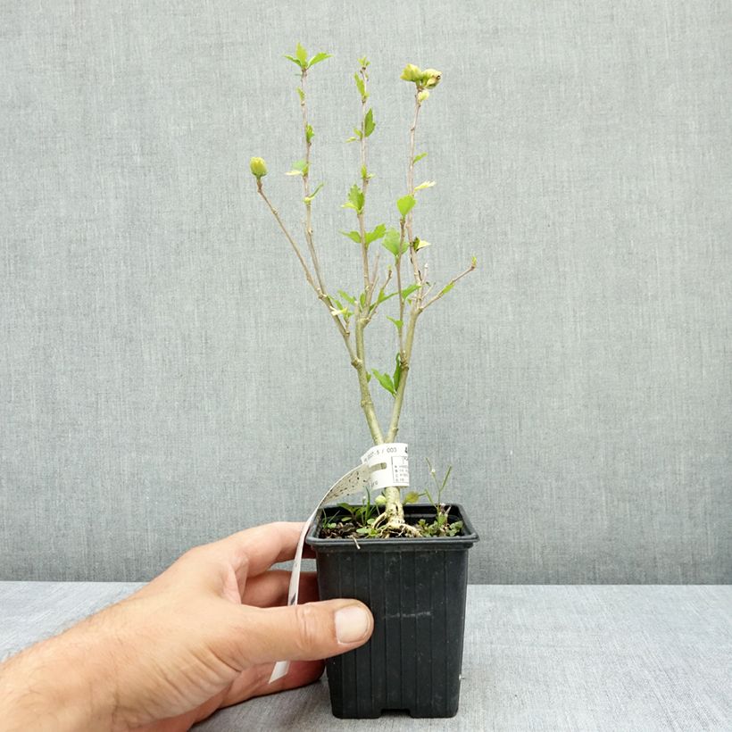 Exemplaar van Hibiscus syriacus French Cabaret Wit - Tuinhibiscus Kweekpotje van 8/9 cm zoals geleverd in de zomer