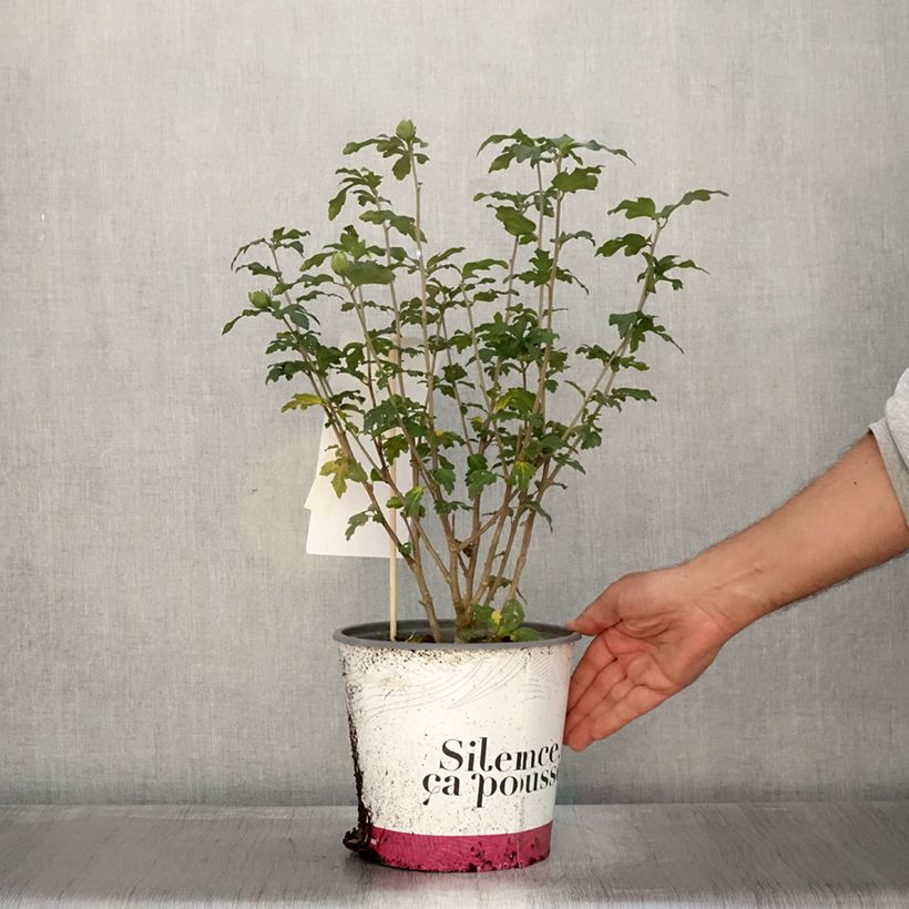 Exemplaar van Hibiscus syriacus French Point - Tuinhibiscus Pot van 4 l/5 l zoals geleverd in de herfst
