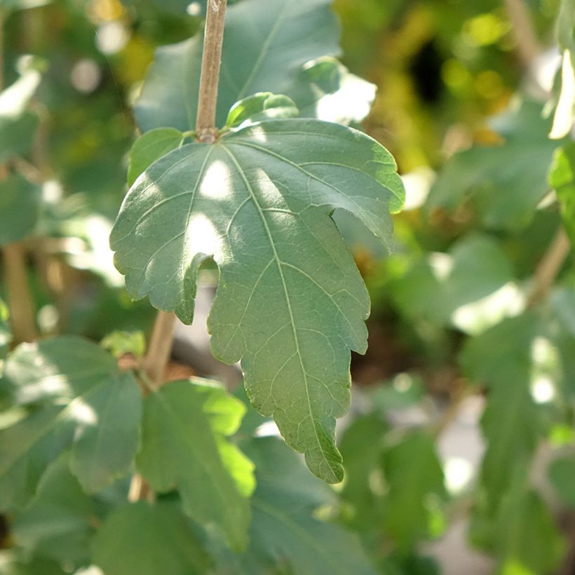 Hibiscus syriacus French Point - Tuinhibiscus (Blad)