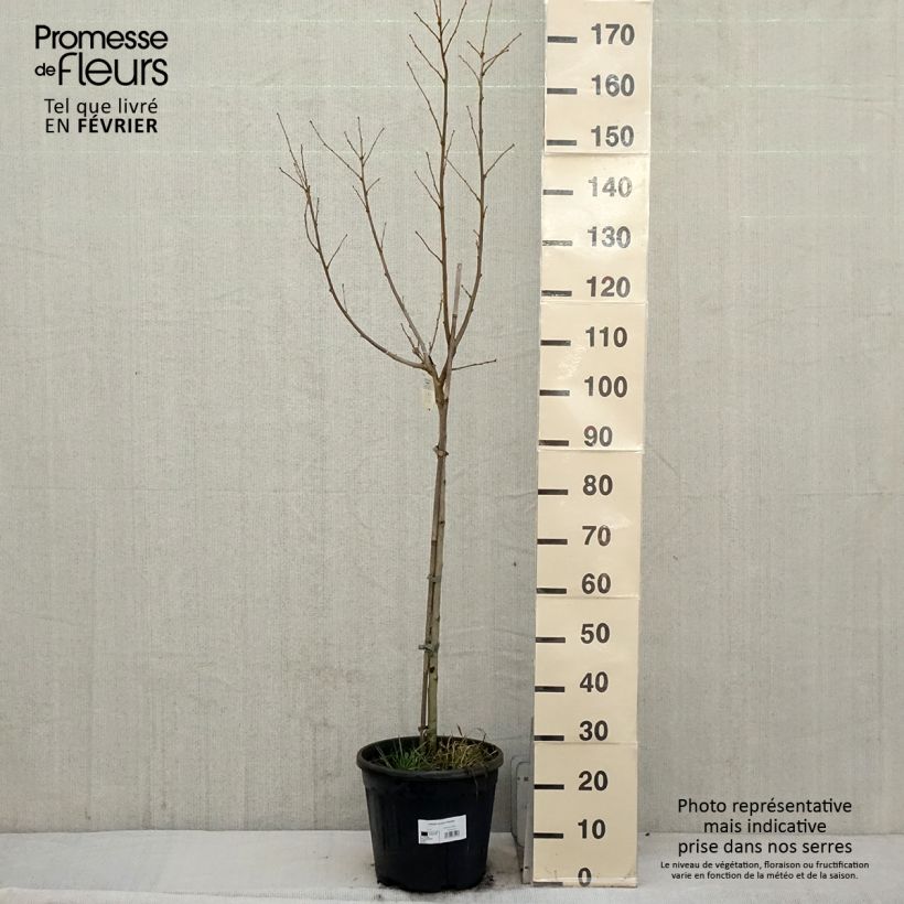 Exemplaar van Hibiscus syriacus Hamabo - Althéa ou mauve en arbre Pot de 7,5L/10L, Demi-Tige zoals geleverd in de winter