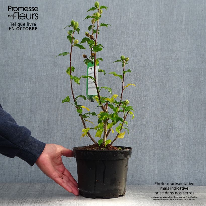Exemplaar van Hibiscus syriacus Hamabo - Tuinhibiscus Pot van 3 l/4 l zoals geleverd in de herfst