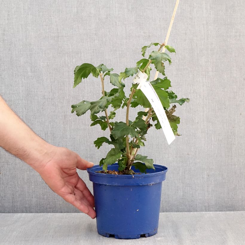 Exemplaar van Hibiscus syriacus Blanco - Tuinhibiscus Pot van 3 l/4 l zoals geleverd in de herfst