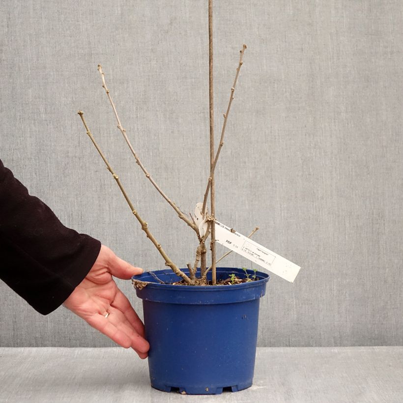 Exemplaar van Hibiscus syriacus Blanco - Tuinhibiscus Pot van 3 l/4 l zoals geleverd in de winter