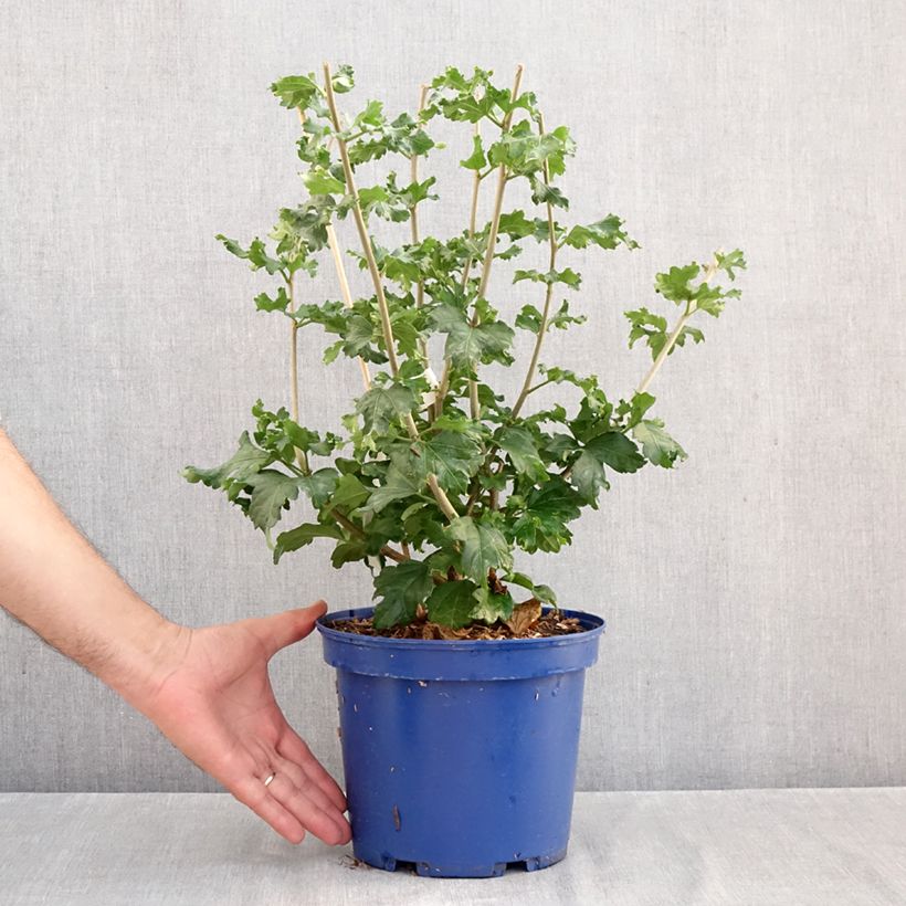 Exemplaar van Hibiscus syriacus Hibisa Cocktail - Tuinhibiscus Pot van 3 l/4 l zoals geleverd in de herfst