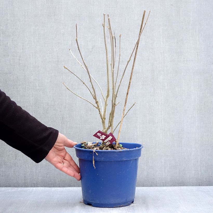 Example of Hibiscus syriacus Sangria - Tuinhibiscus Pot van 3 l/4 l as you get in hiver