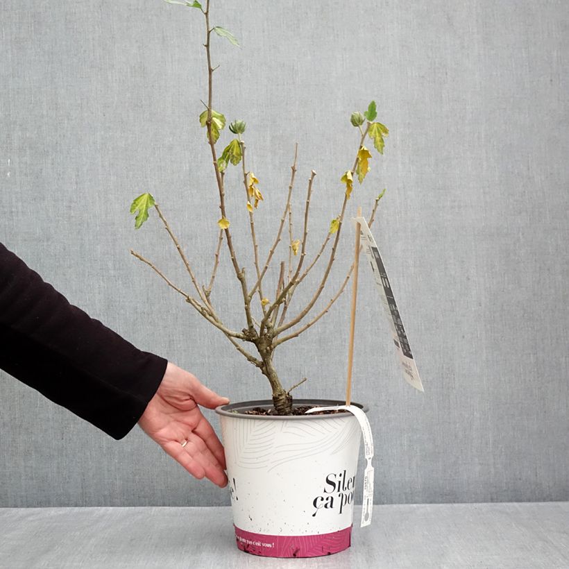 Exemplaar van Hibiscus syriacus Igloo - Tuinhibiscus Pot van 4 l/5 l zoals geleverd in de herfst
