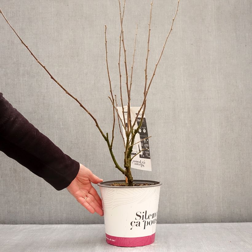 Example of Hibiscus syriacus Igloo - Tuinhibiscus Pot van 4 l/5 l as you get in hiver