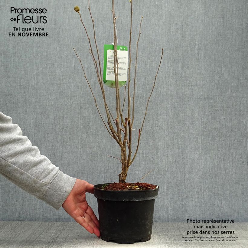 Exemplaar van Hibiscus syriacus Lady Stanley - Tuinhibiscus Pot van 3 l/4 l zoals geleverd in de herfst
