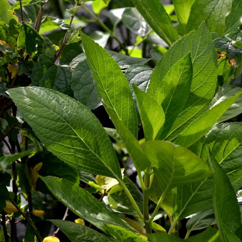 Hibiscus syriacus Lavender Chiffon - Tuinhibiscus (Foliage)