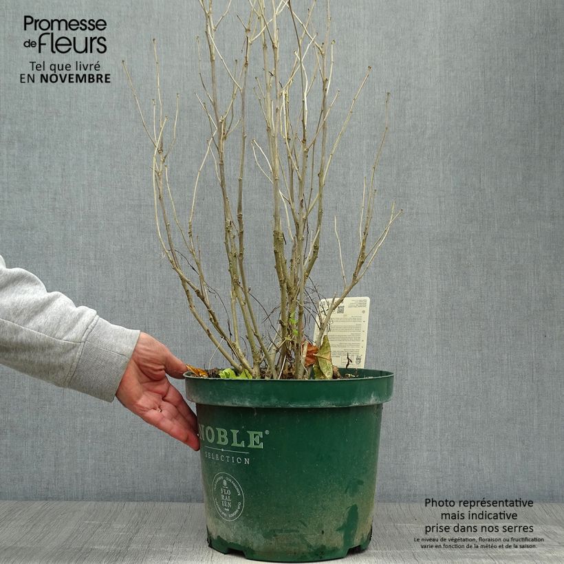 Exemplaar van Hibiscus syriacus Lavender Chiffon - Tuinhibiscus Pot van 6 l/7 l zoals geleverd in de herfst