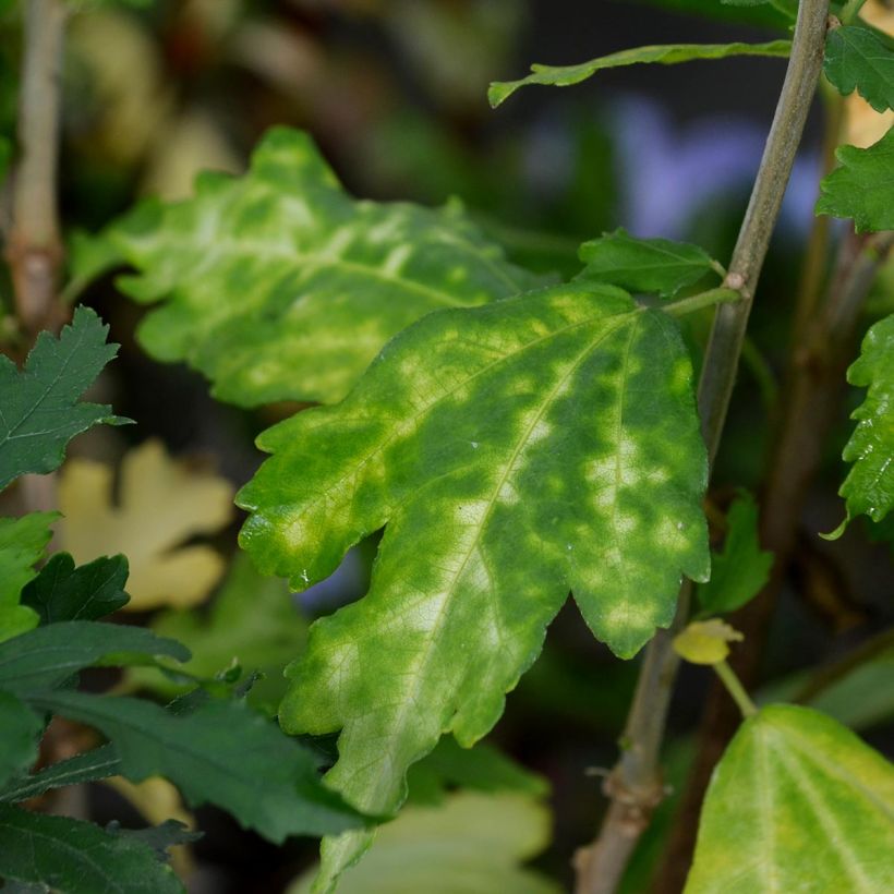 Hibiscus syriacus Oiseau Bleu - Tuinhibiscus (Foliage)