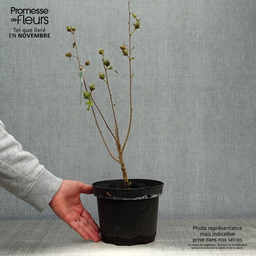 Exemplaar van Hibiscus syriacus Oiseau Bleu - Tuinhibiscus Pot van 2 l/3 l zoals geleverd in de herfst