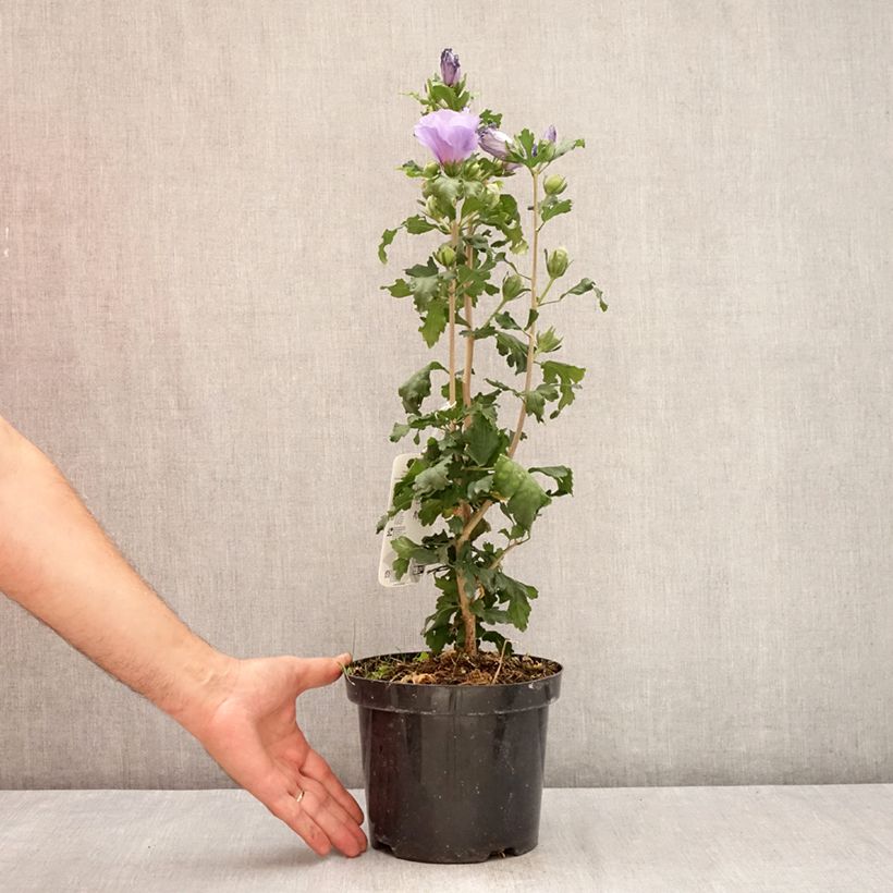 Exemplaar van Hibiscus syriacus Oiseau Bleu - Tuinhibiscus Pot van 2 l/3 l zoals geleverd in de zomer