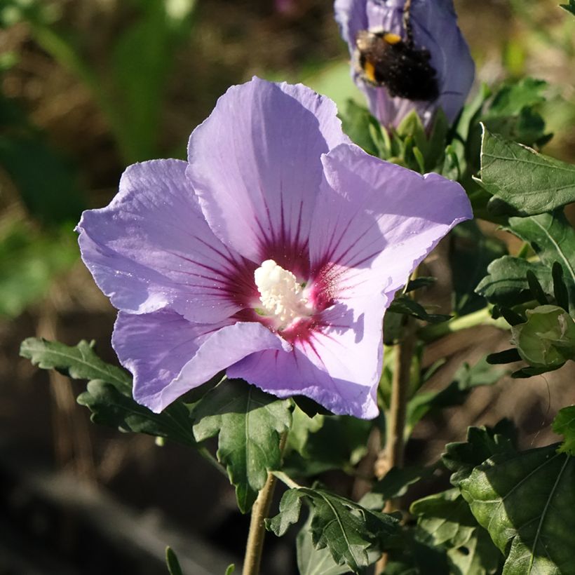 Hibiscus syriacus Oiseau Bleu - Tuinhibiscus (Bloei)
