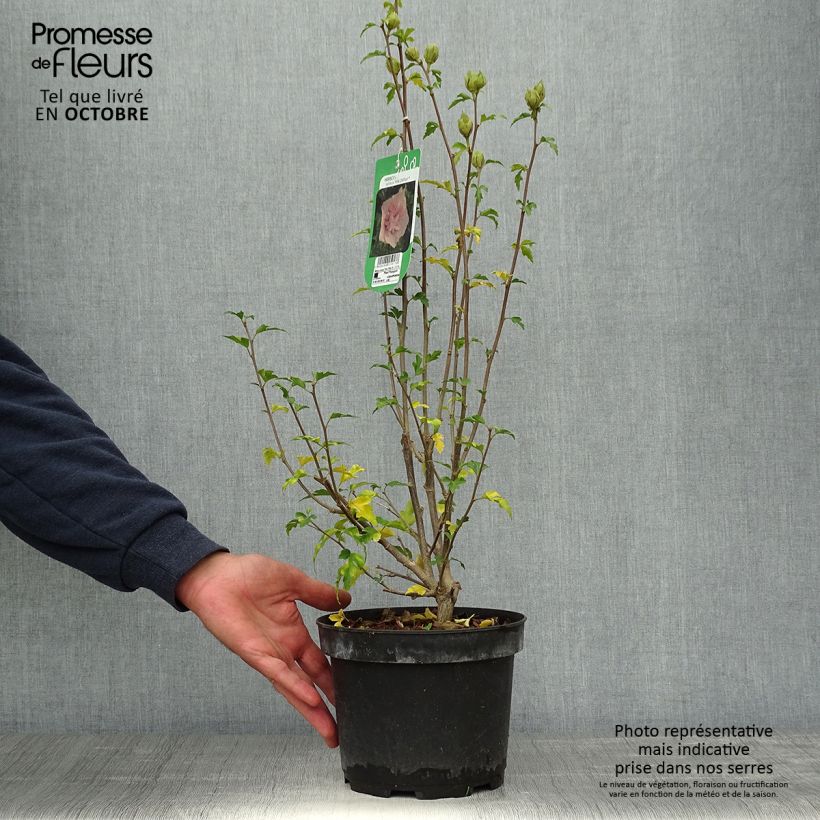 Exemplaar van Hibiscus syriacus Pink Chiffon - Tuinhibiscus Pot van 3 l/4 l zoals geleverd in de herfst