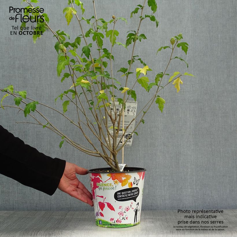 Exemplaar van Hibiscus syriacus Pinky Spot - Tuinhibiscus Pot van 4 l/5 l zoals geleverd in de herfst