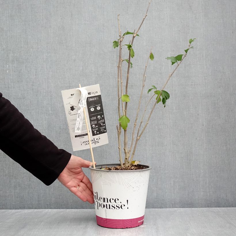 Exemplaar van Hibiscus syriacus Pompei - Tuinhibiscus Pot van 4 l/5 l zoals geleverd in de herfst