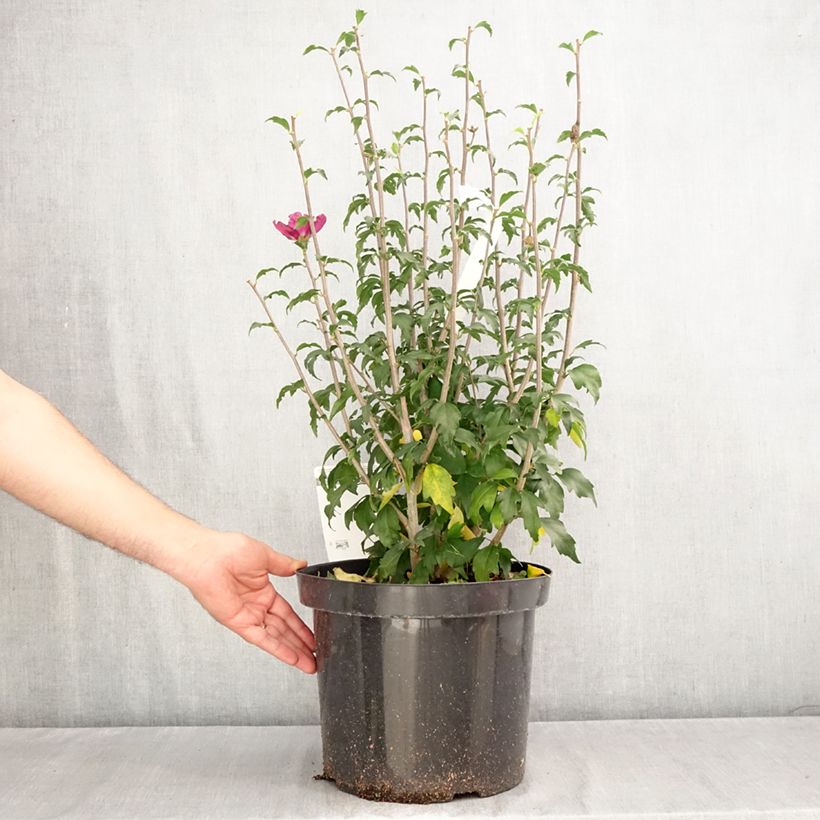 Exemplaar van Hibiscus syriacus Purple Ruffles - Tuinhibiscus Pot van 7,5 l/10 l zoals geleverd in de herfst