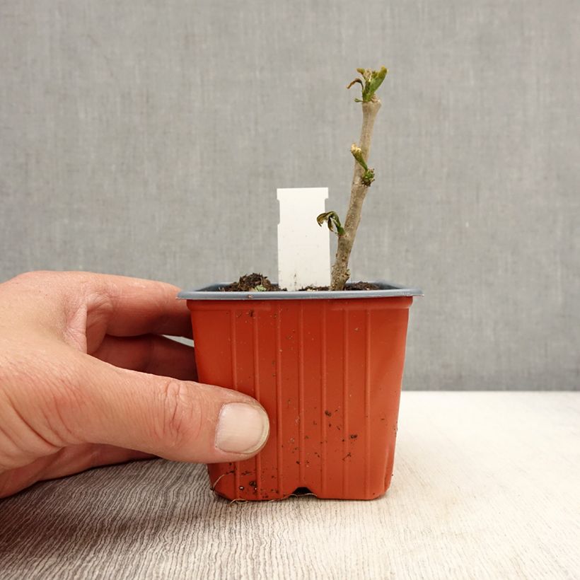 Exemplaar van Hibiscus syriacus Red Heart - Tuinhibiscus Kweekpotje van 8/9 cm zoals geleverd in de lente
