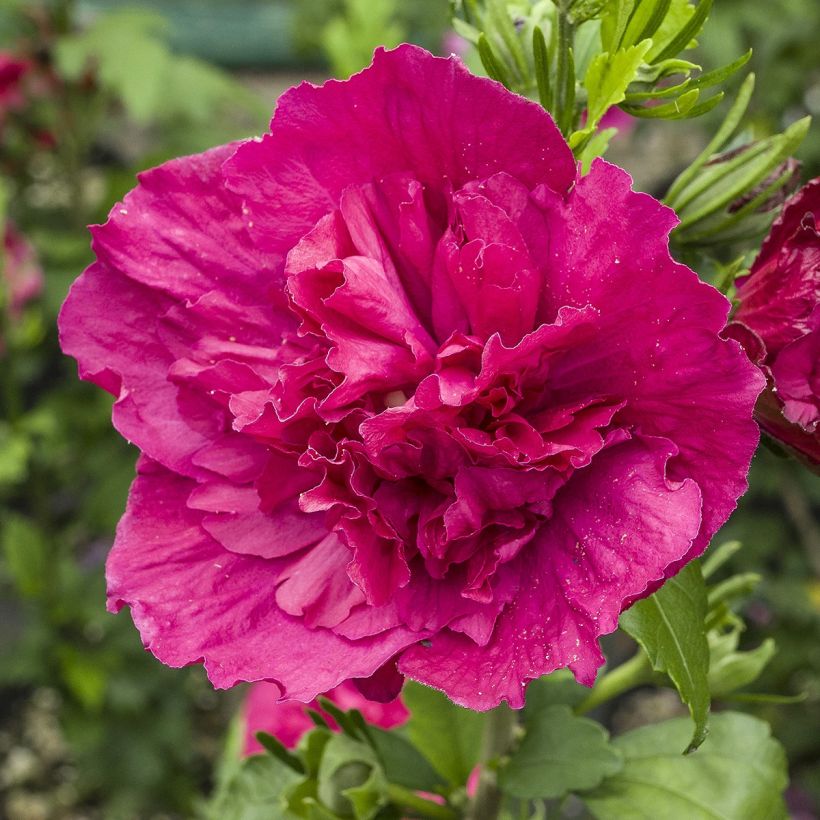Hibiscus syriacus Ruby Chiffon - Tuinhibiscus (Bloei)