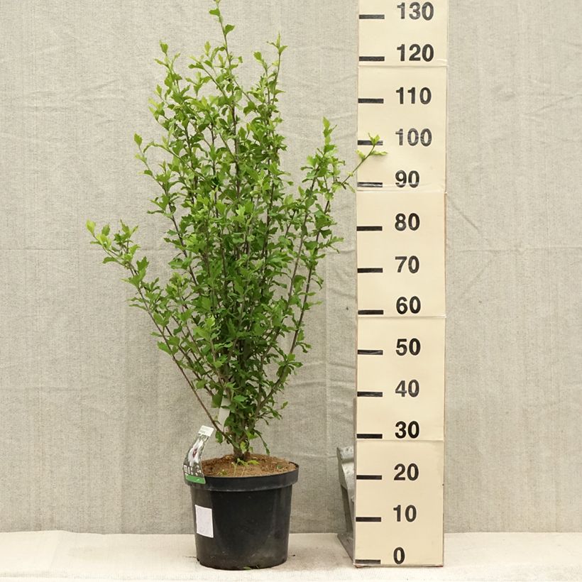 Exemplaar van Hibiscus syriacus Shintaeyang - Tuinhibiscus Pot van 7,5 l/10 l zoals geleverd in de zomer