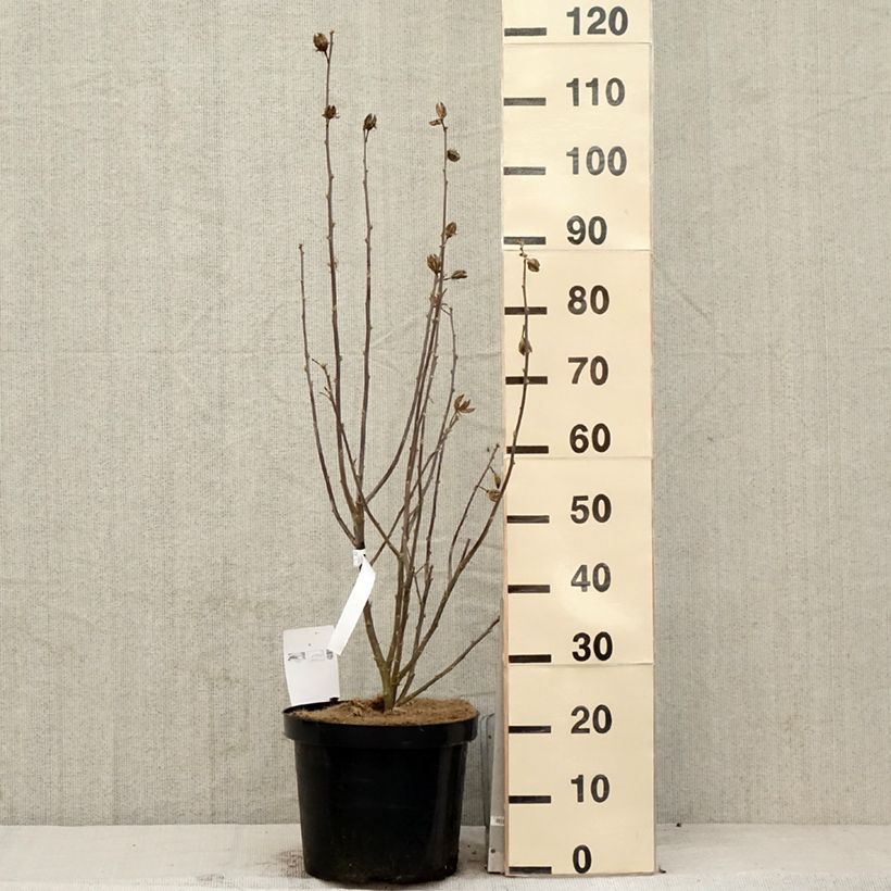 Exemplaar van Hibiscus syriacus Shintaeyang - Tuinhibiscus Pot van 7,5 l/10 l zoals geleverd in de lente