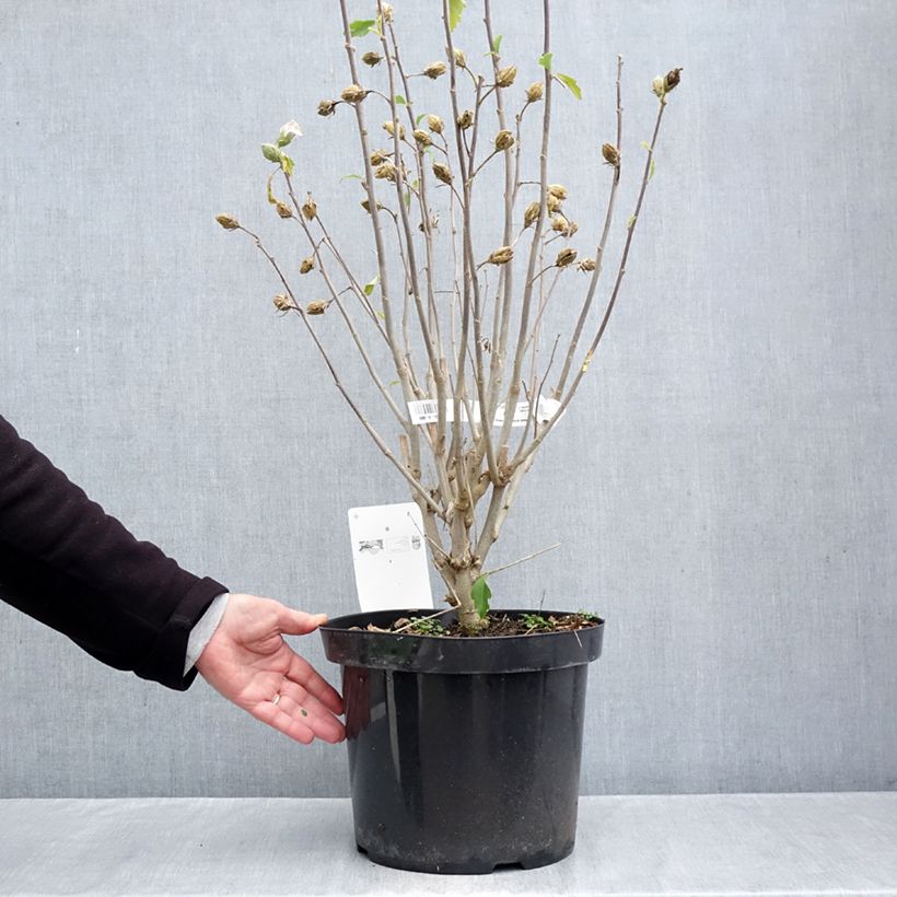 Exemplaar van Hibiscus syriacus Shintaeyang - Tuinhibiscus Pot van 7,5 l/10 l zoals geleverd in de herfst