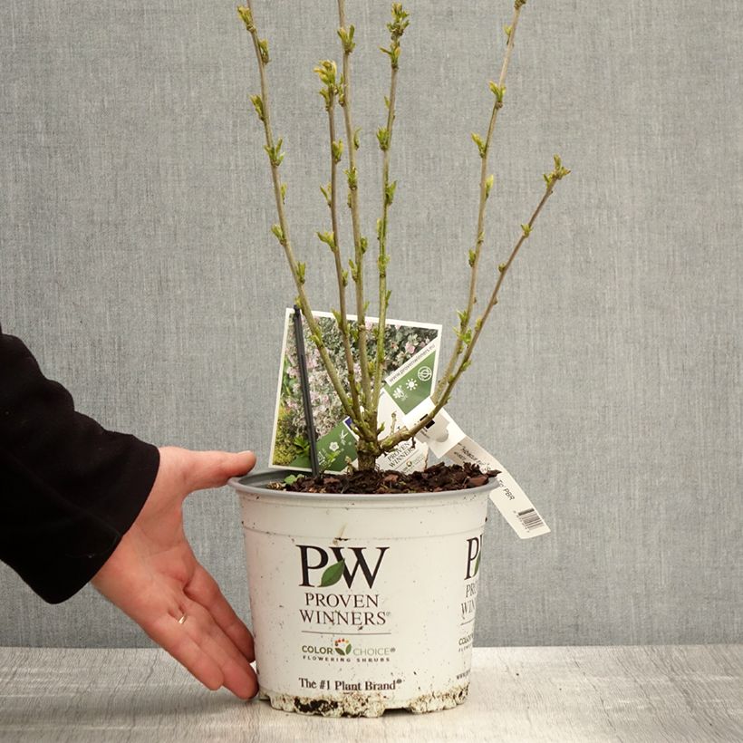 Exemplaar van Hibiscus syriacus Sugar Tip - Tuinhibiscus Pot van 3 l/4 l zoals geleverd in de lente