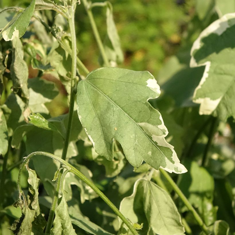 Hibiscus syriacus Sugar Tip - Tuinhibiscus (Blad)