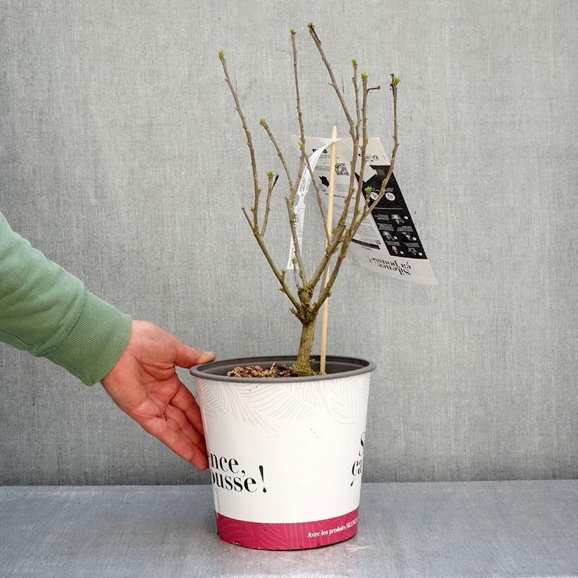 Example of Hibiscus syriacus Sup'Blue - Tuinhibiscus Pot van 4 l/5 l as you get in hiver