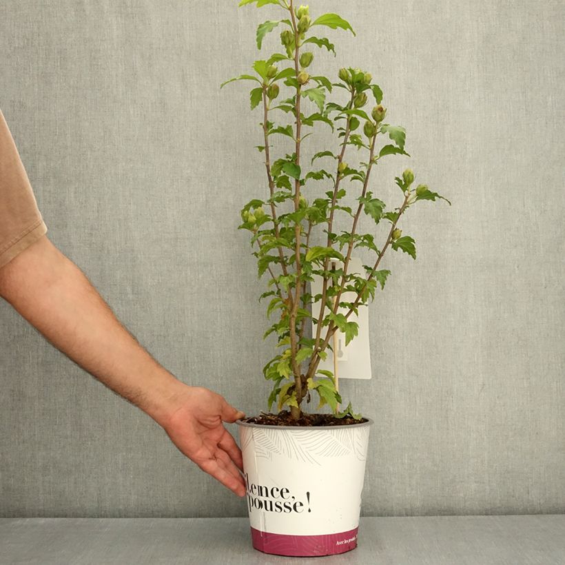 Exemplaar van Hibiscus syriacus Sup'Bridge - Tuinhibiscus Pot van 4 l/5 l zoals geleverd in de zomer