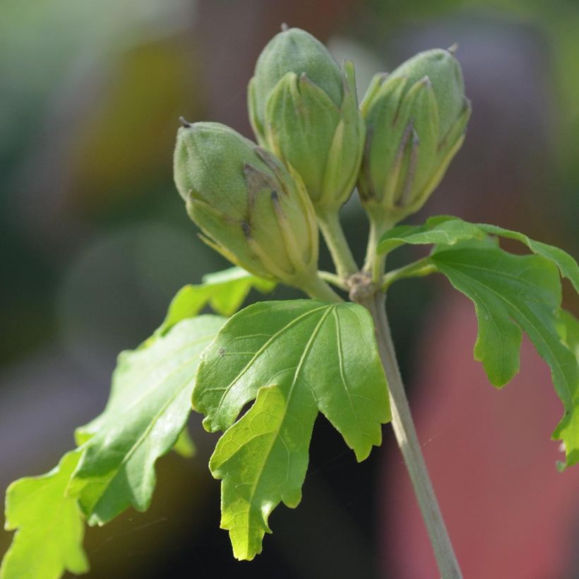 Hibiscus syriacus Sup'Heart - Tuinhibiscus (Blad)