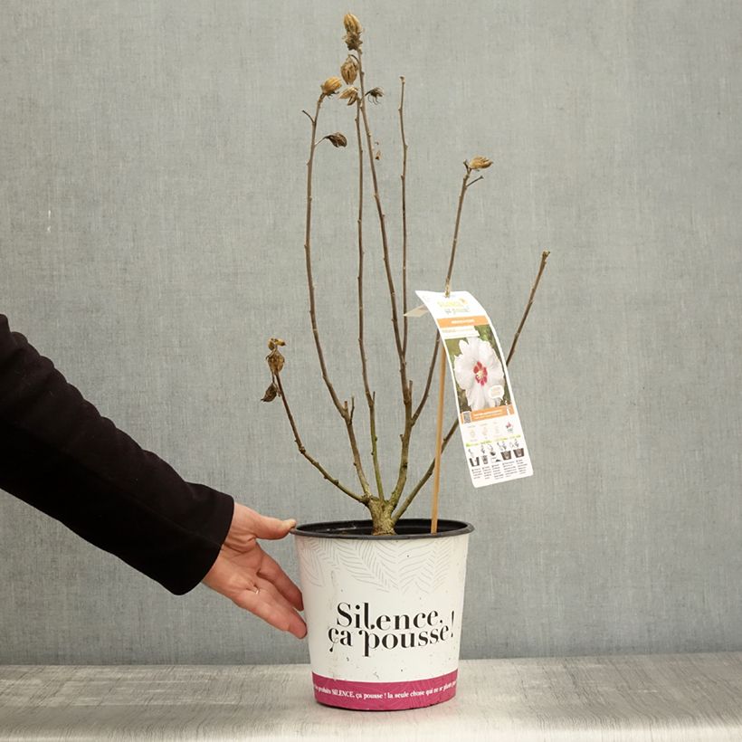 Exemplaar van Hibiscus syriacus Sup'Heart - Tuinhibiscus Pot van 3 l/4 l zoals geleverd in de herfst