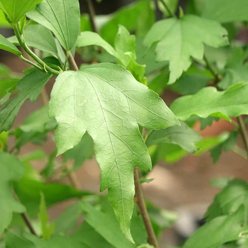 Hibiscus syriacus Three Sisters - Tuinhibiscus (Blad)