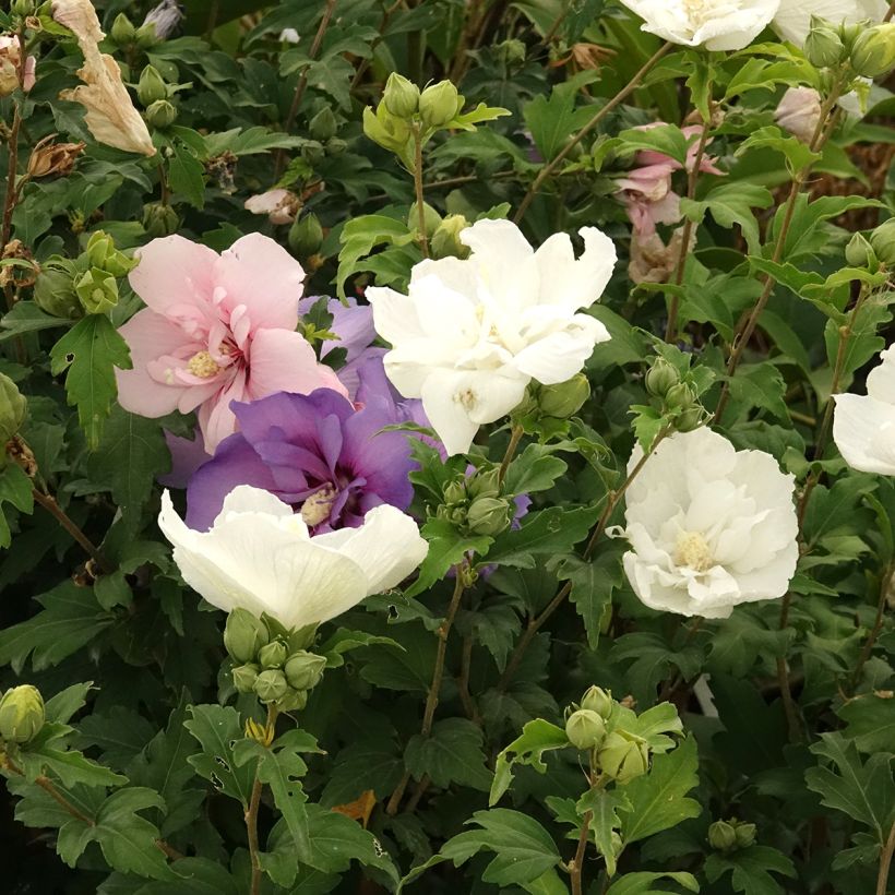 Hibiscus syriacus Three Sisters - Tuinhibiscus (Bloei)