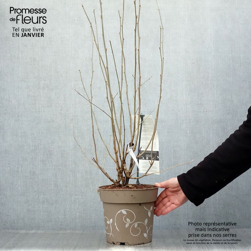 Exemplaar van Hibiscus syriacus Three Sisters - Althéa  Pot de 6L/7L zoals geleverd in de winter