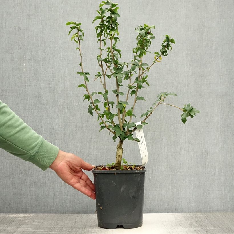 Exemplaar van Hibiscus syriacus Ultramarine - Tuinhibiscus Pot van 3 l/4 l zoals geleverd in de zomer