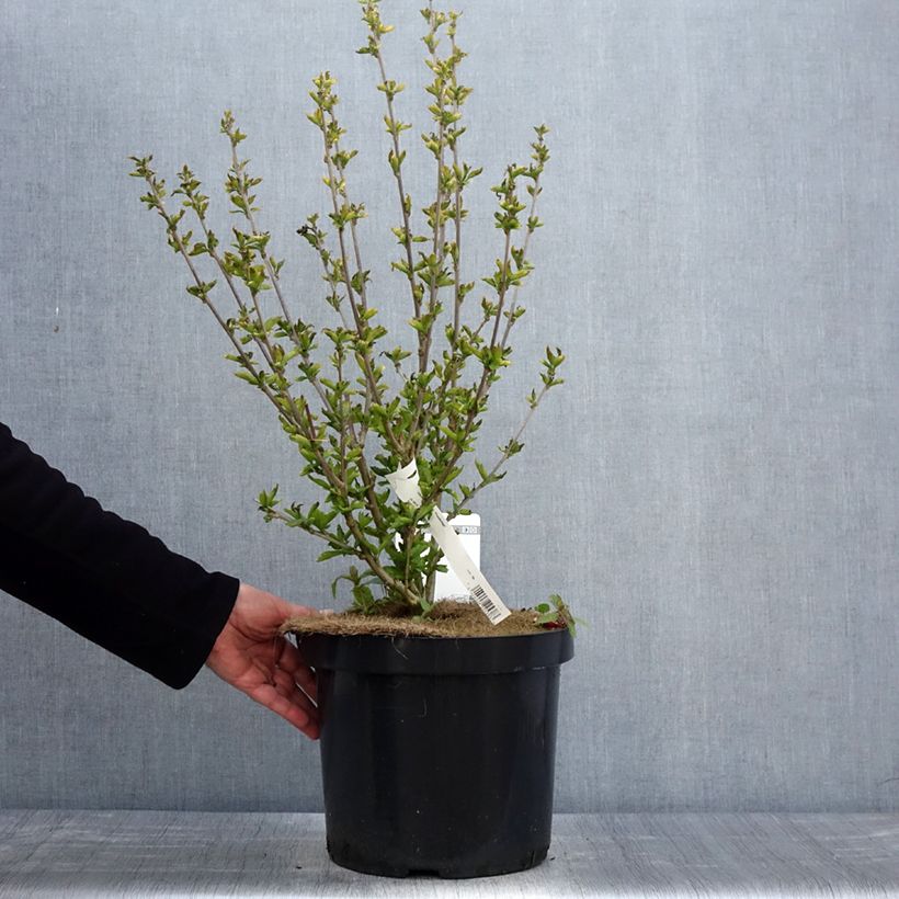 Exemplaar van Hibiscus syriacus Woodbridge - Tuinhibiscus Pot van 6 l/7 l zoals geleverd in de lente