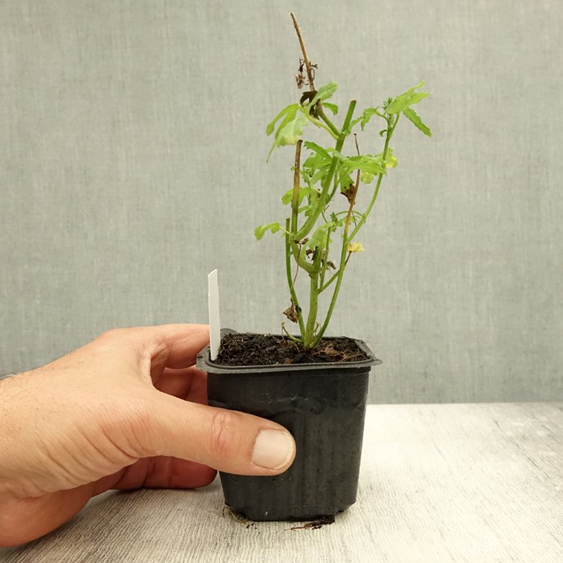 Exemplaar van Hibiscus trionum - Drie-urenbloem Kweekpotje van 8/9 cm zoals geleverd in de herfst