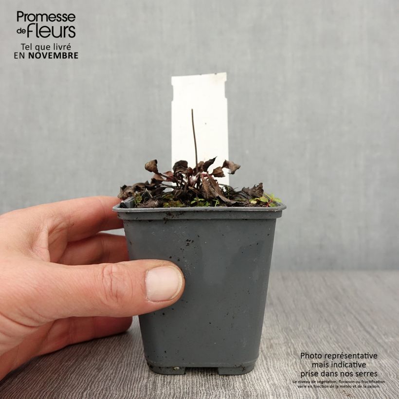 Exemplaar van Hieracium maculatum - Gevlekt havikskruid Kweekpotje van 8/9 cm zoals geleverd in de herfst
